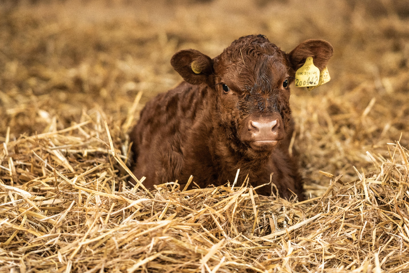 Farm to Fork: The journey of our grass fed beef | Edenmoor (formerly ...