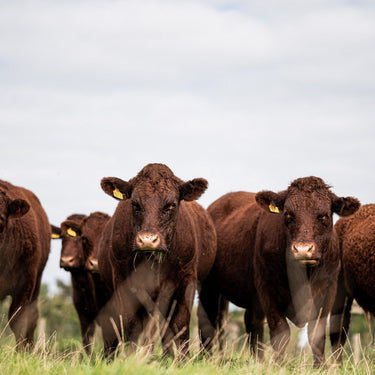 From Scratch (With Bob): Rethinking the Way We Buy Meat