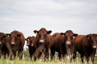 From Scratch (With Bob): Rethinking the Way We Buy Meat