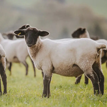 The Slow Disappearance of Small Family Farms
