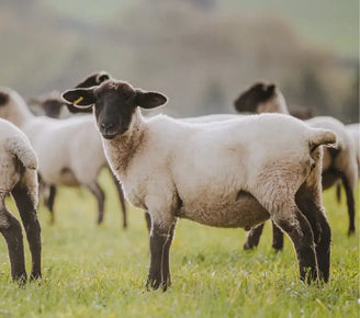 The Slow Disappearance of Small Family Farms
