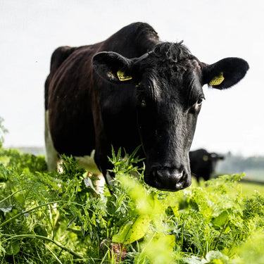 A cow at Hollis Mead Dairy in a field.