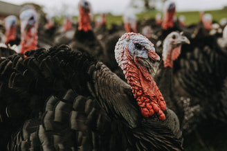 The Future of Food: Why Small Farms Matter in a Big Food System. Especially at Christmas