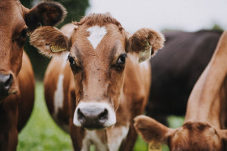 Sustainable Dairy, It’s Not Black & White