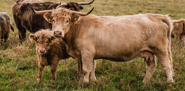 Mother Cow With Her Calf Surrounded By Other Cattle From The Hurd, Grazing Lush Pastures On Moorlands
