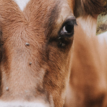 A group of Montbeliarde cattle in a field.