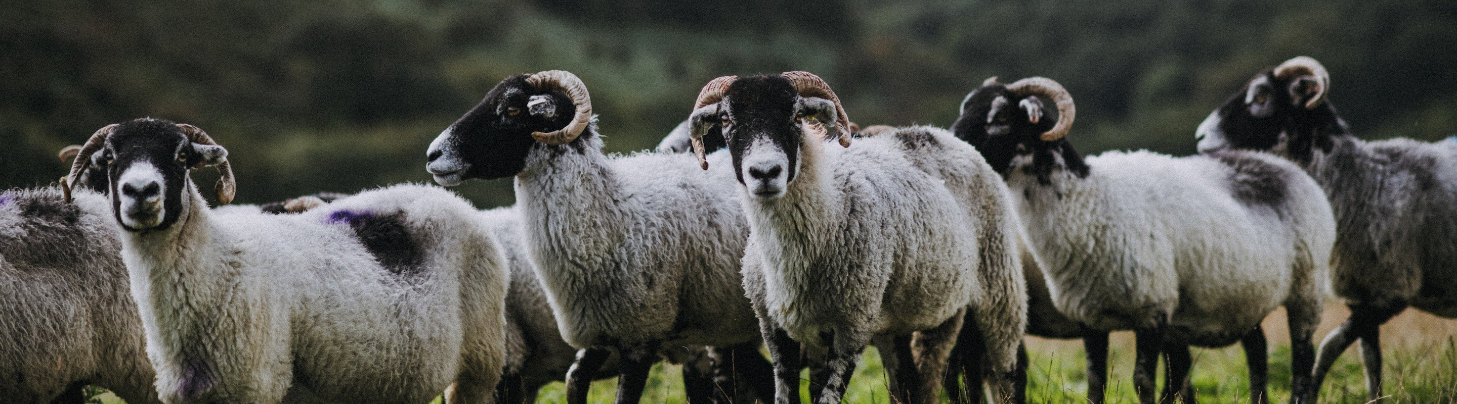 Grass Fed Lamb & Mutton | 100% Grass Fed | Edenmoor (formerly Pipers Farm)