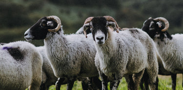 A flock of Cull Yaw Mutton.