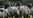 A flock of Cull Yaw Mutton.