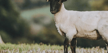 A lamb in a field.