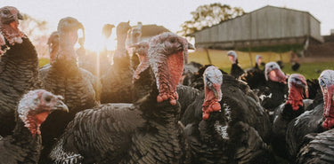 A flock of free range turkeys.