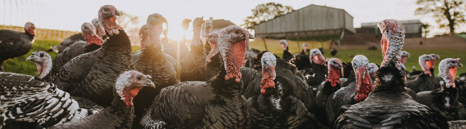 Free Range Bronze Turkey