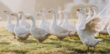 Buy Free Range Goose. Award Winning Goose Delivered To Your Door. Explore The Best Christmas Meat Sourced From Ethical & Sustainable British Farms. Pasture Raised Properly Free Range Goose For Christmas.