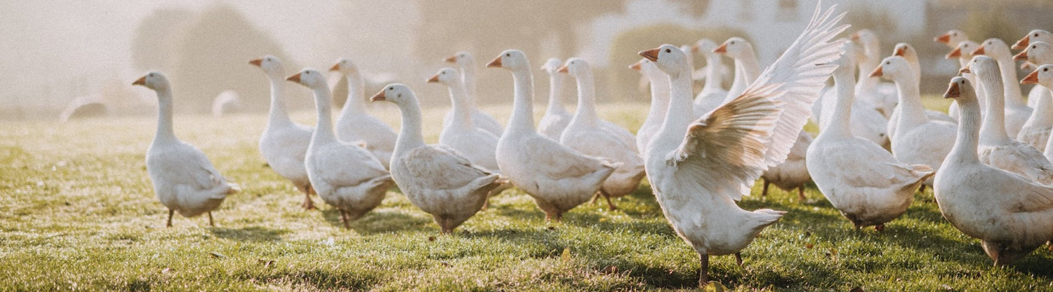 Free Range Goose