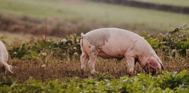 A pair of grass fed, native breed pigs eating in a field.