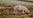 A pair of grass fed, native breed pigs eating in a field.