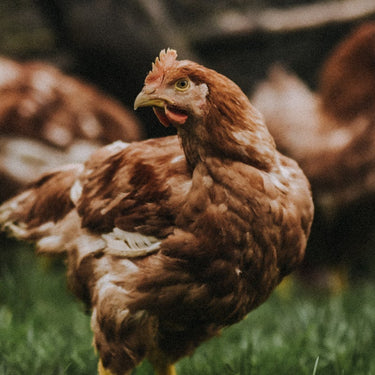 Enjoy Properly Free Range Chicken From Pipers Farm, Naturally Reared For Superior Taste, High Welfare, And Sustainable Farming