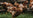 Enjoy Properly Free Range Chicken From Pipers Farm, Naturally Reared For Superior Taste, High Welfare, And Sustainable Farming