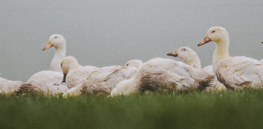 A group of free range, british ducks in a field.