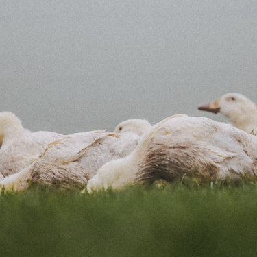 A group of free range, british ducks in a field.