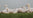 A group of free range, british ducks in a field.