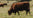 Native breed cattle grazing in a field.