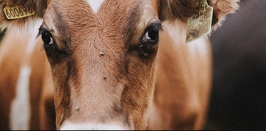 A group of montbeliarde cattle in a field.