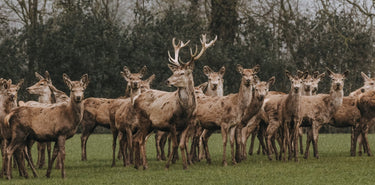 A herd of Wild Grass Fed Deer in a field.
