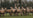 A herd of Wild Grass Fed Deer in a field.