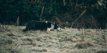 A farmer's dog in a field.