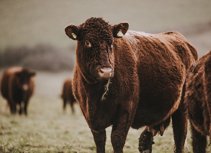 Grass Fed Beef Steak Burgers - How we rear our Grass Fed Beef