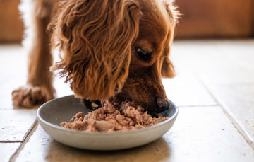 Dog Enjoying A Bowl Of Chicken Pet Food, A Nutritious and Healthy Choice.