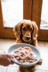 Pipers Farm Chicken Pet Food In A Bowl, Ready To Be Enjoyed By A Hungry Dog