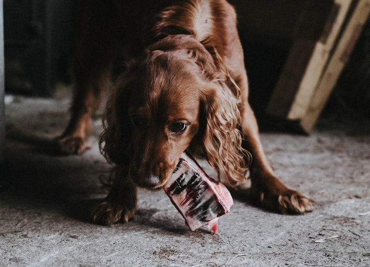 Properly Free Range Chicken Pet Food -  A Sustainable Choice for Conscious Pet Owners