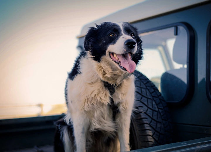 Properly Free Range Chicken Pet Food - Naturally Delicious & Easy to Digest