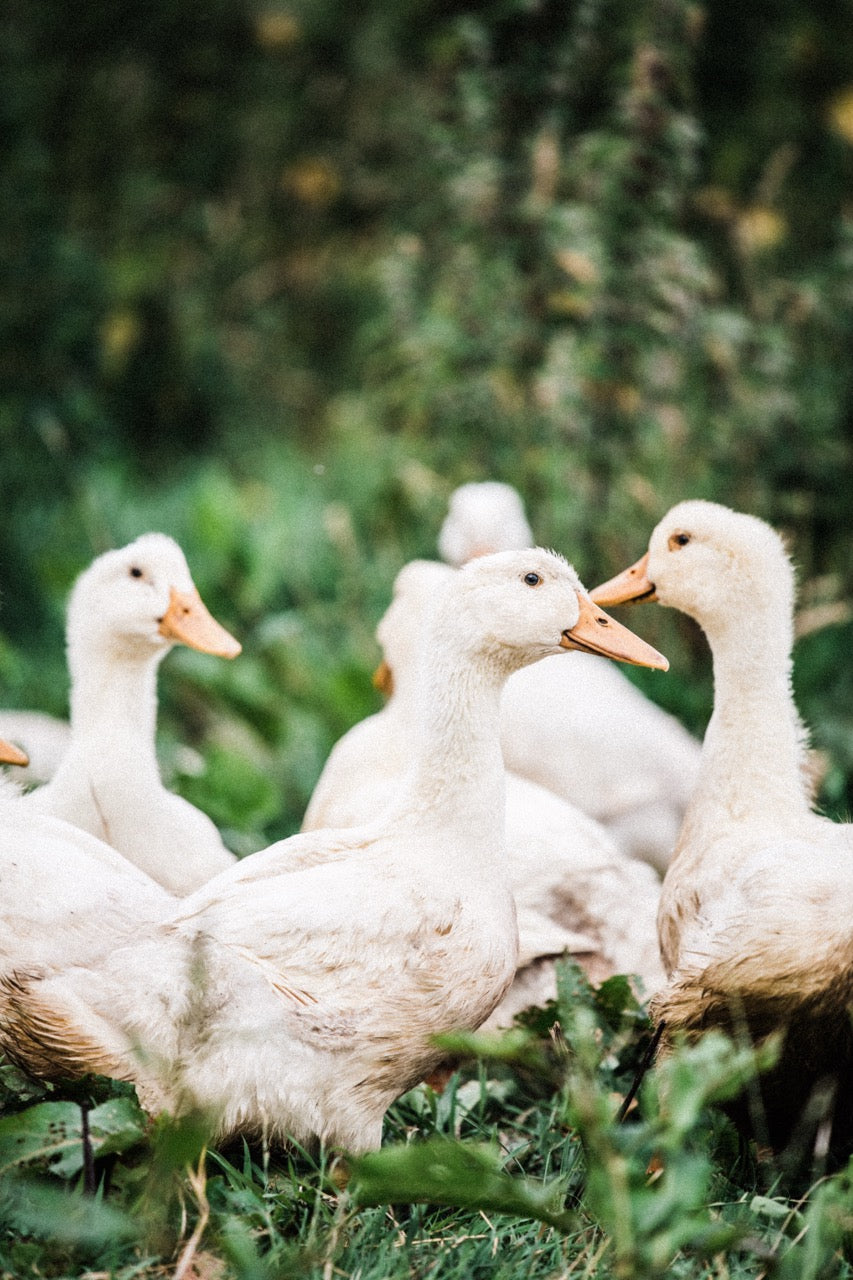 Properly Free Range Duck