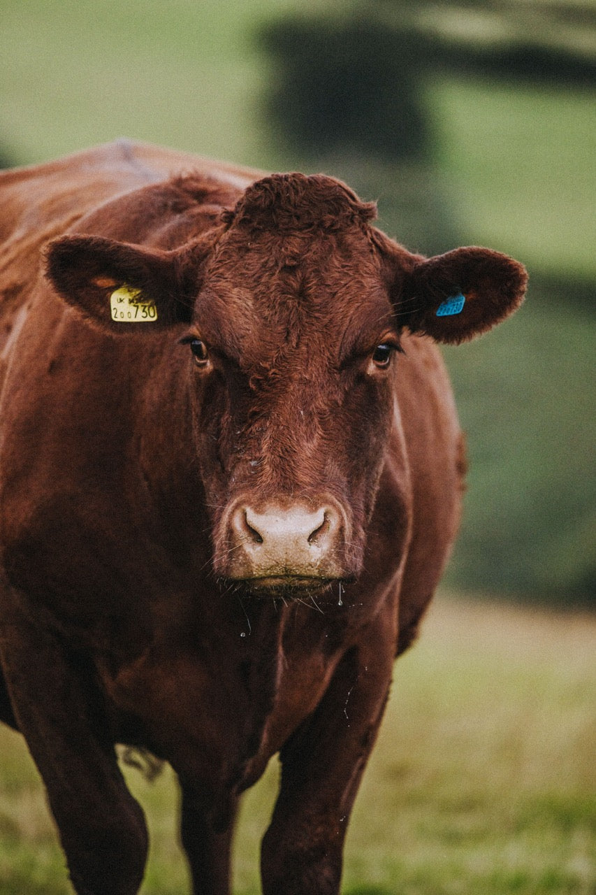 Grass Fed Beef