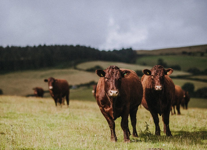 Grass Fed Beef Chateaubriand Sharing Steak - Slow Grown, Ethically Reared