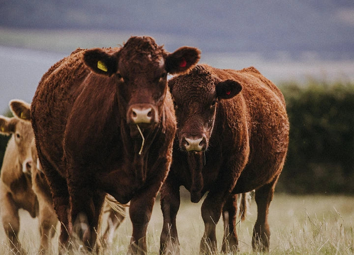 Grass Fed Beef Entrecote Steak - How we rear our 100% Grass Fed Beef