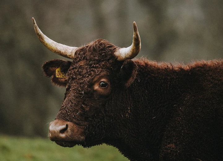 Grass Fed Beef Silverside - How We Rear Our Cattle
