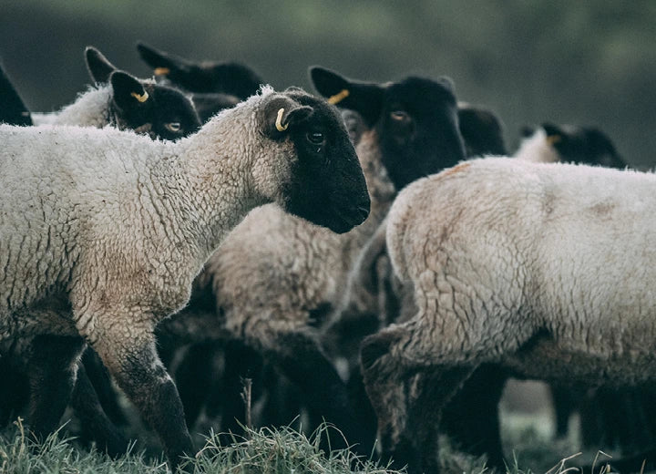 Grass Fed Lamb Bones - Sustainably Reared, Naturally Delicious