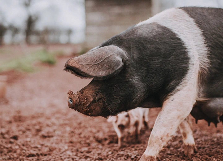 Natural Cumberland Sausages - From Farm to Fork: Ethical, Sustainable Pork