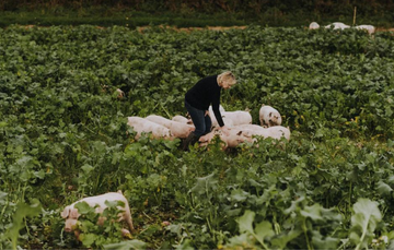 Henri Grieg tending to native breed pigs in a field.