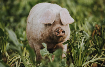 A native breed pig with large ears, eating greens.