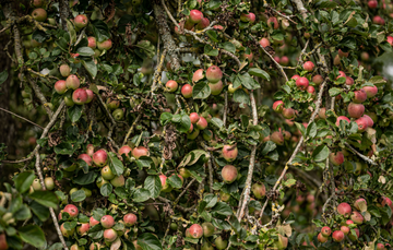 Gibson's, Organic Crab Apple Liqueur