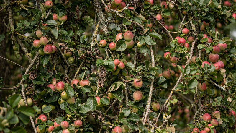 Gibson's, Organic Crab Apple Liqueur