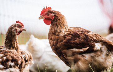 Properly Free Range Whole Chicken