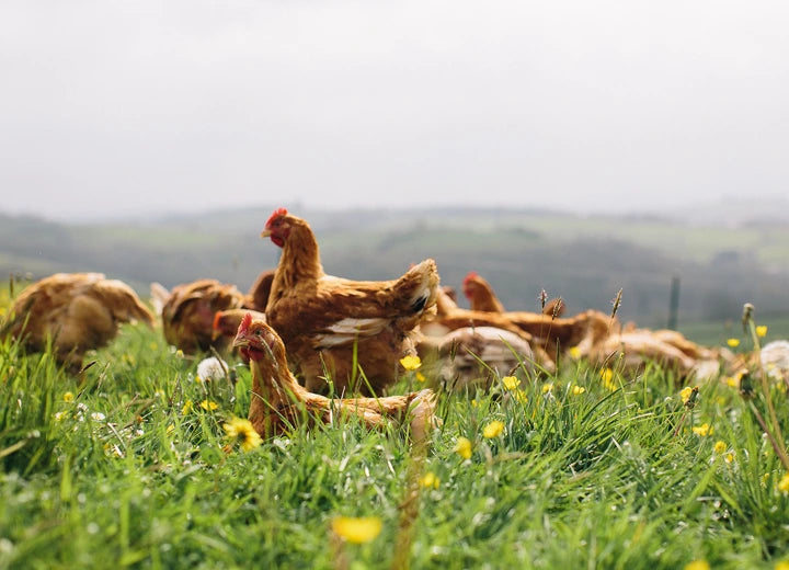 Properly Free Range Chicken Fillets - Properly Free Range Chicken 