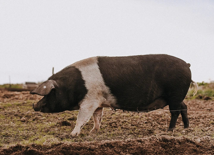 Traditionally Cured Unsmoked Streaky Bacon - Free Range Native Breed Pork
