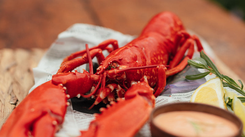 Atlantic Wild-Caught Whole Cooked Lobster